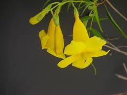 Tecoma Stans Flower Seeds – Heirloom Non-GMO Seeds for Bright and Tropical Garden Planting - Stans for planting in home garden